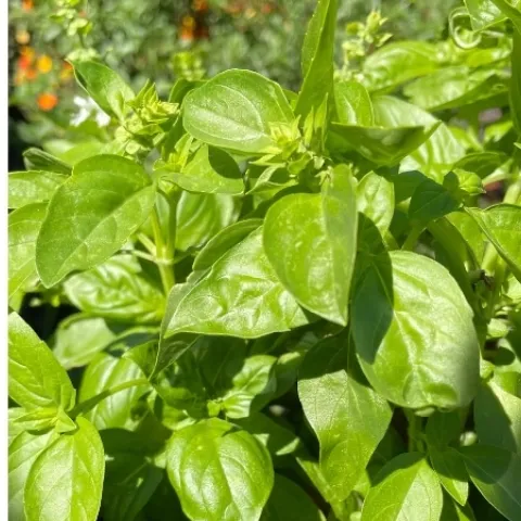 Green Italian basil leaves, with orange flowers in background.