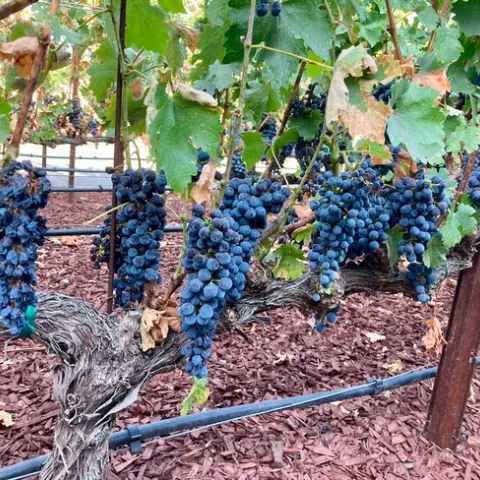 De los granjeros que respondieron a la encuesta, aproximadamente dos terceras partes están de acuerdo en que el cambio climático está ocurriendo y que requiere acción. Los granjeros dijeron que para adaptarse al cambio climático están gestionando los recursos hídricos, manteniendo la salud del suelo y usando fuentes de energía renovable.