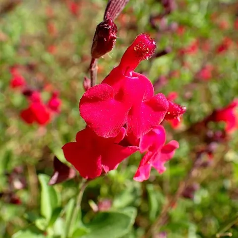 An example of Salvia greggii.