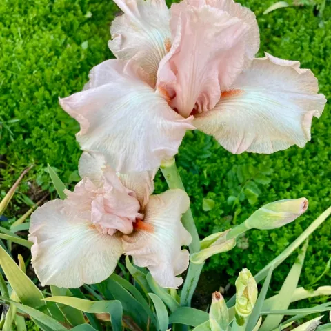 This January-blooming Cameo Blush iris is in the John Weiler Memorial Iris Garden at the Clovis Botanical Garden. (Photo: Jeannette Warnert)