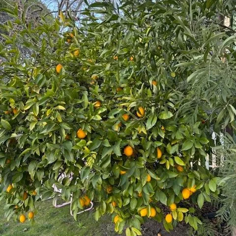 Healthy Meyer lemon (cwatter)