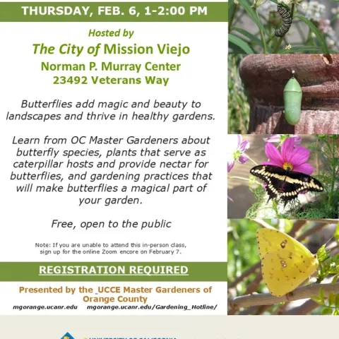 Create a Butterfly Haven—Join Us for Gardening Tips