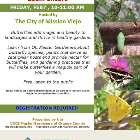 Don’t Miss the Encore! Learn to Attract Butterflies via Zoom