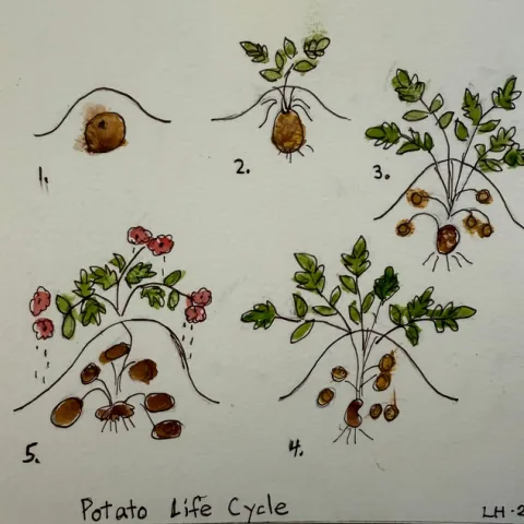 Illustration of the potato life cycle.