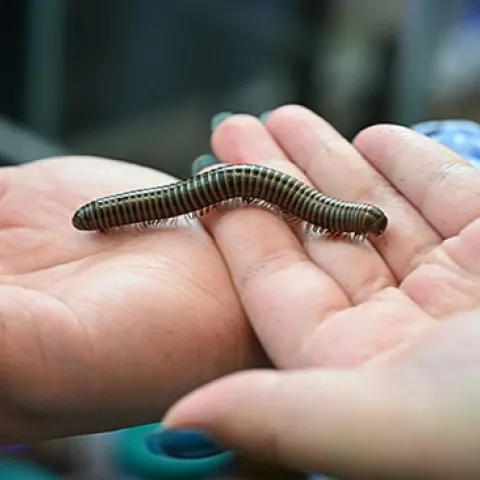 Millipede from the Jason Bond lab (Photo by Kathy Keatley Garvey)