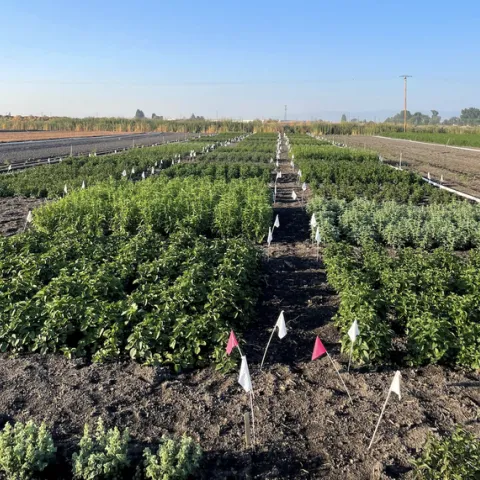 The Intermountain Research and Extension Center 2023 mint breeding block. Photo by Darrin Culp