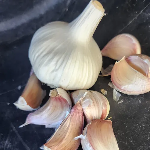 Garlic-Mexican-Red-Silver-MG-Kathy-Kaplan