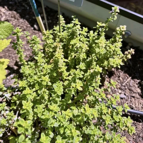 Herb-Lemon-Thyme-MG-Monique-Frappier