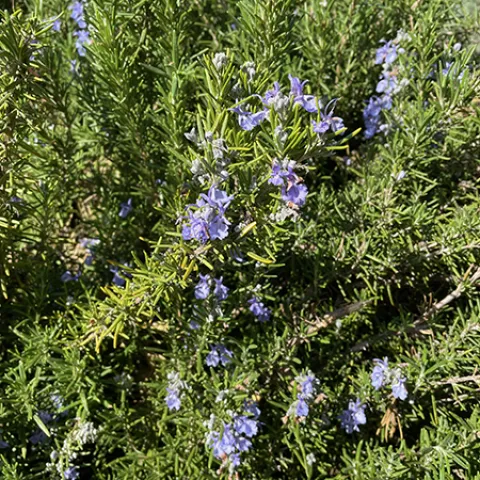 Herb-Rosemary-MG-Karen-Schaffer