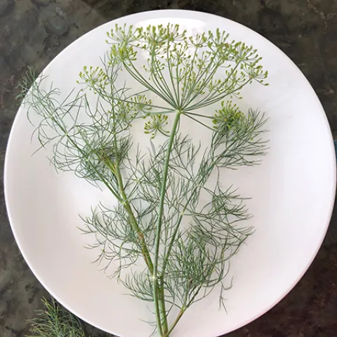 Herb-Dill-Tetra-MG-Karen-Schaffer