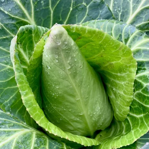 Veg-Cabbage-Caraflex-MG-Susan-Casner-Kay