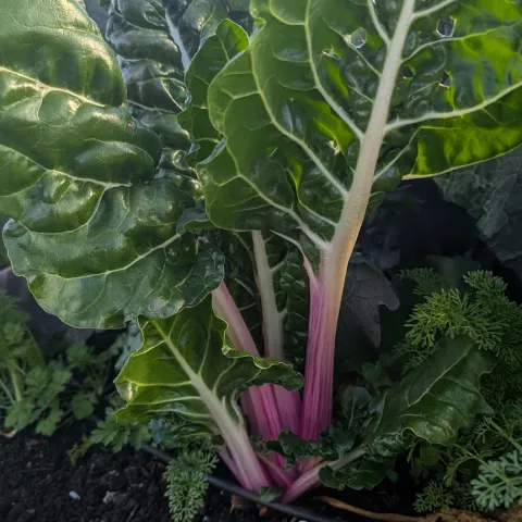 Veg-Chard-Peppermint-Stick-MG-Ying-Chen-2