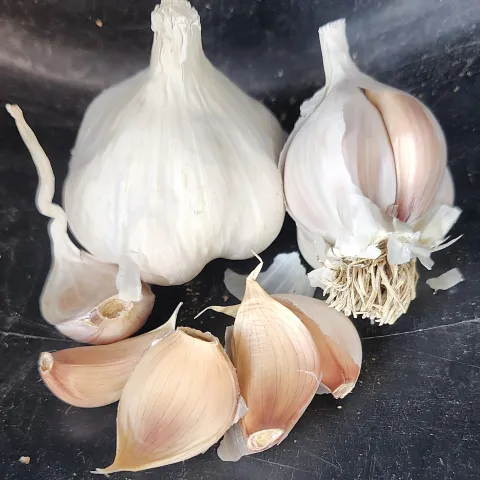 Garlic-Rose-du-Var-MG-Kathy-Kaplan