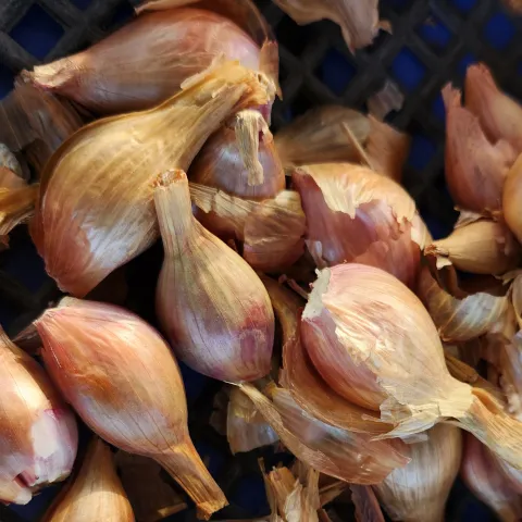 Shallots-French-Red-MG-Kathy-Kaplan