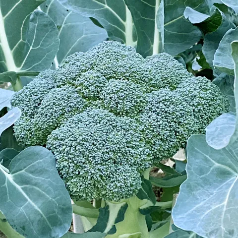 Veg-Broccoli-Belstar-MG-Jim-Lai