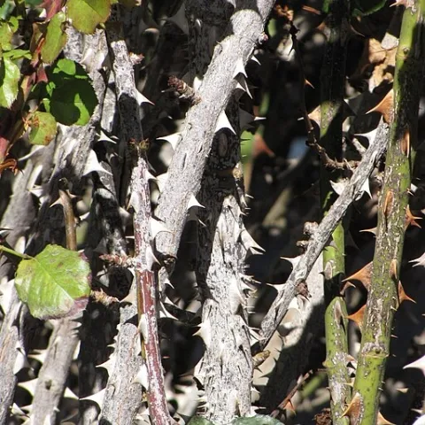 Picture of old rose canes, crossed rose canes in need of pruning, photo Wikimedia