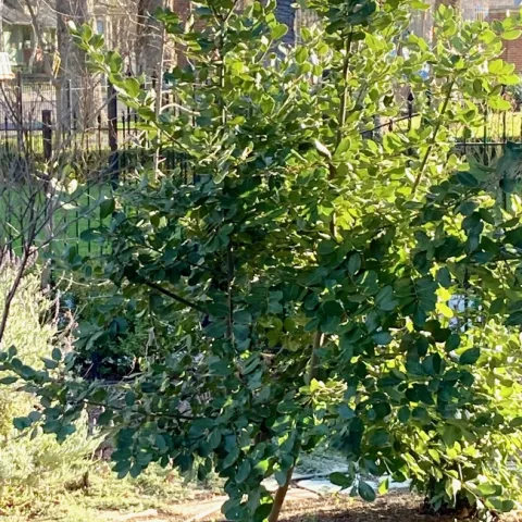 Photo of a California bay laurel tree.