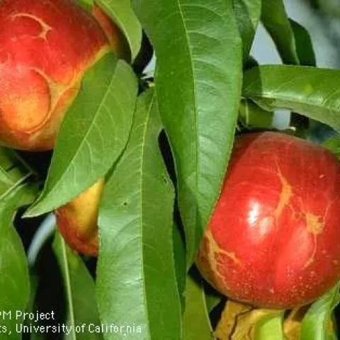 Scarring of nectarine fruit caused by western flower thrips. Jack Kelly Clark, UC IPM Project