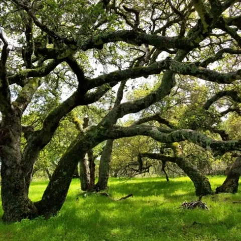 © 2019 Patrick Furtado CC-BY-NC 4.0