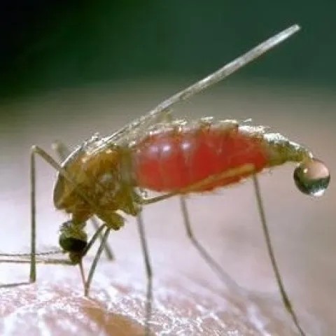 Photo of an adult western malaria mosquito.