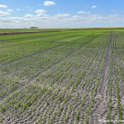 Drill-seeded Delta rice variety trial.