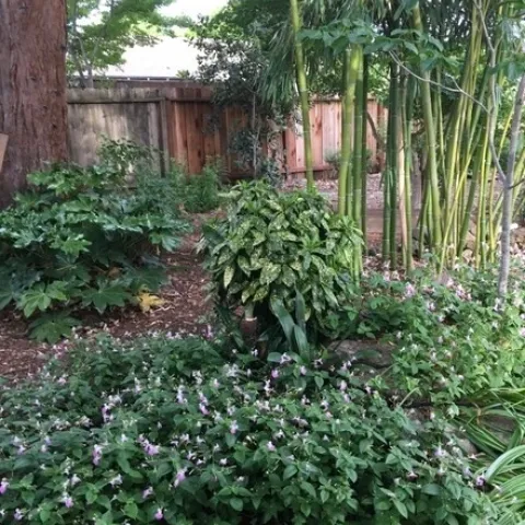 Rainier’s shade garden. See article for plant names.