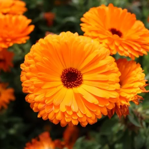 Bright orange flowers with multiple thin petals.