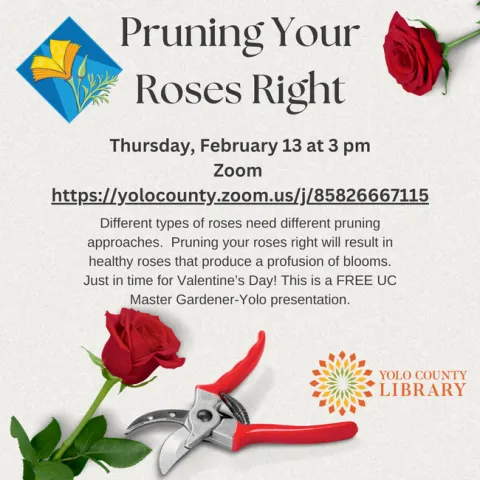 MGY pruning your roses right 2-2025