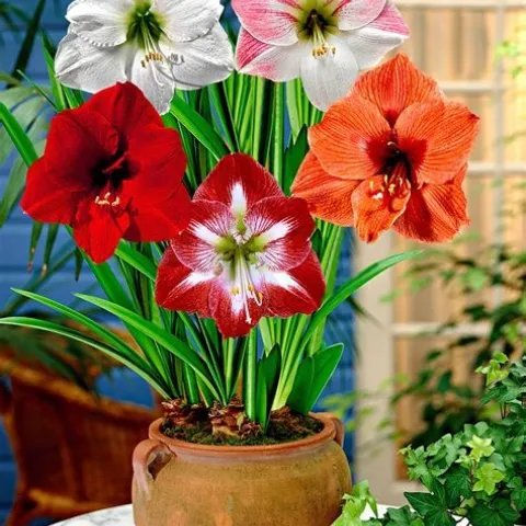 Amaryllis comes in colors! (seedsnpots.com)