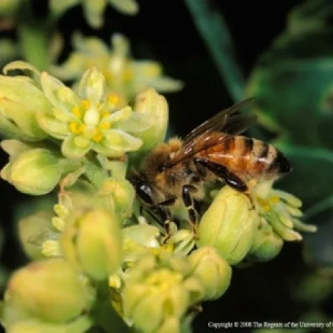 Photo of a bee on a flower