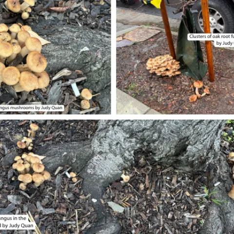 oak root fungus mushrooms on roots of neighborhood street trees