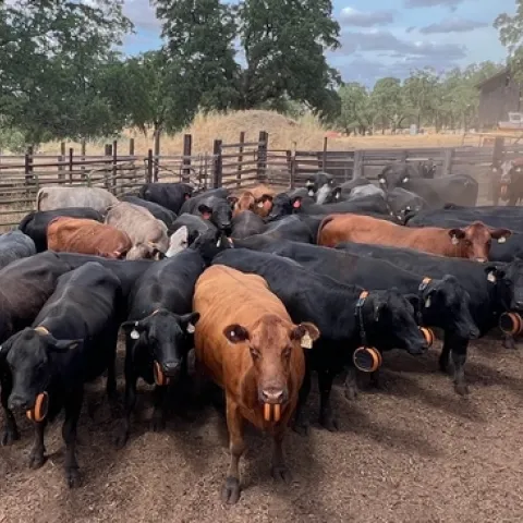 Ganado porta los collares de cercado virtual que funcionan con energía solar.