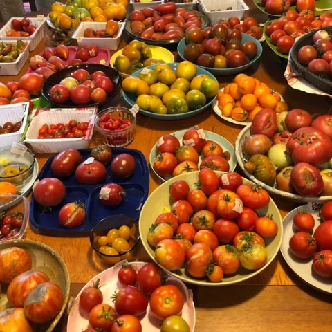 Photo of a table filled with bowls of different varieties of tomatoes.