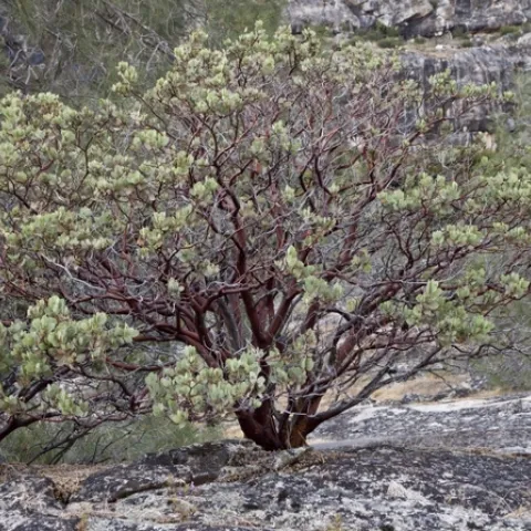 Common manzanita (Pinterest.com)