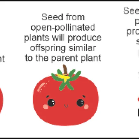 Heirloom, Open Pollinated or Hybrid Tomato