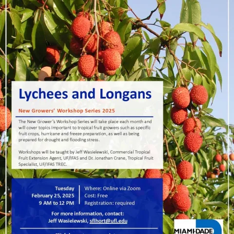 Lychee and Longan 2025