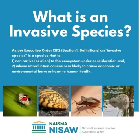 What is an invasive species?
