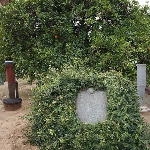 Photo of a parent Washington navel orange tree and historical marker in Riverside, CA