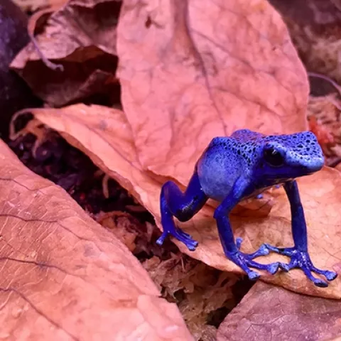 Poison dart frogs are found in Central and Southern America. This is an image shared by UC Davis neurobiologist-behaviorist Eva Fischer who researches them.