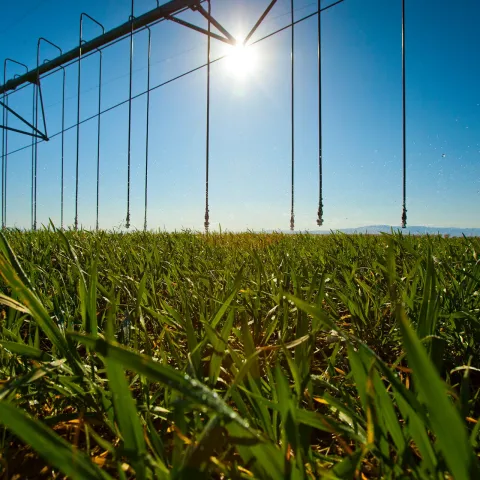 Grass and Sky