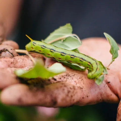 Tomato worm in a person's hand