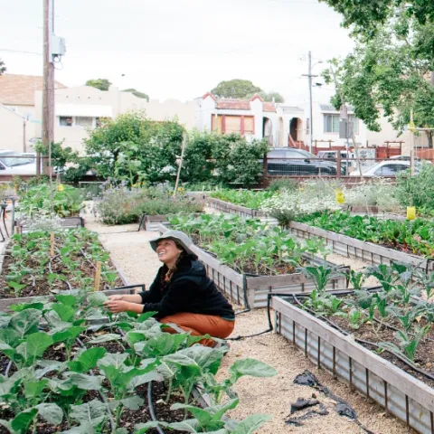 person kneeling in a community garden