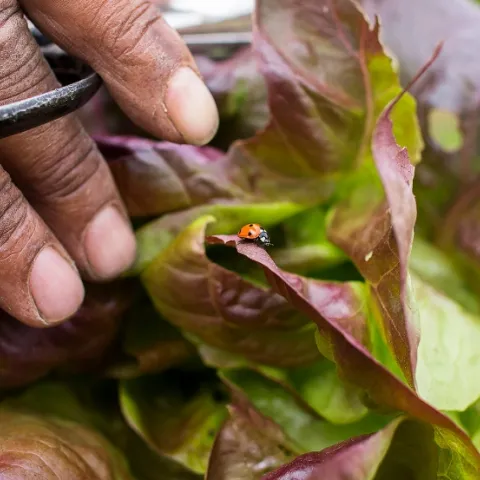Ladybug on lettuce