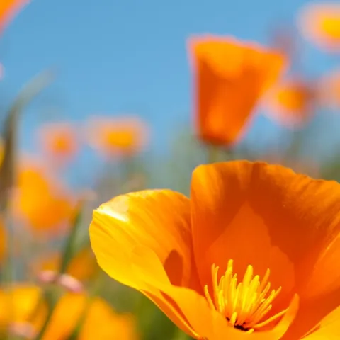 California Poppies