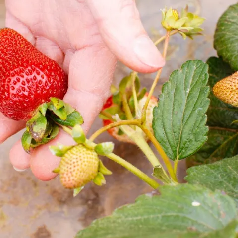 Hand holding a strawberry still attached to the plant