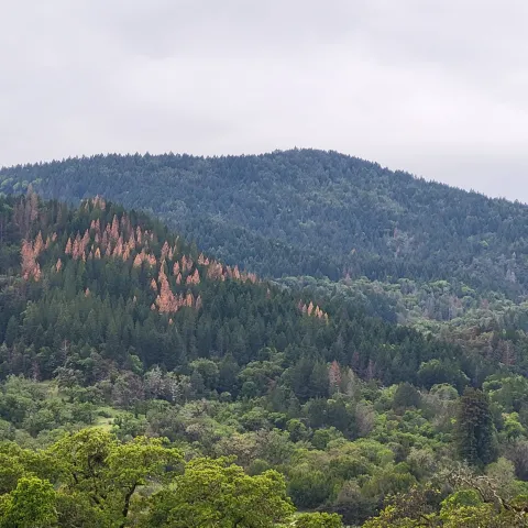 bark beetle killed Douglas-fir on a hillside