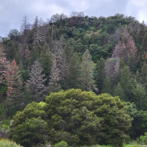 declining Douglas-fir on a hillside with healthy oaks