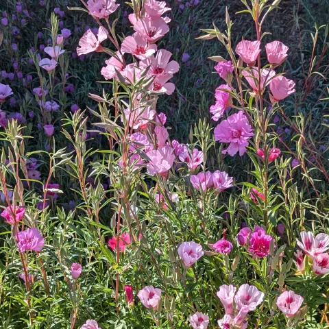 Farewell-to-spring