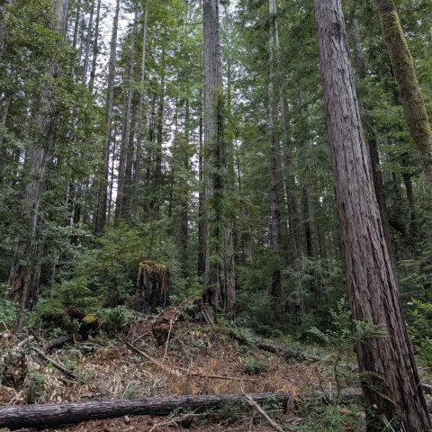 redwood forest