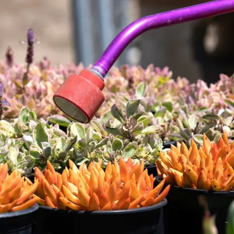 Succulents getting watered